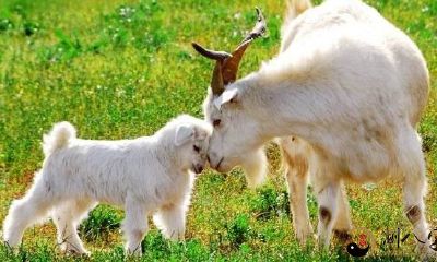 梦见自己被羊咬破手