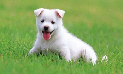 第一运势：2020年属狗人的全年运程 属狗2020年运势