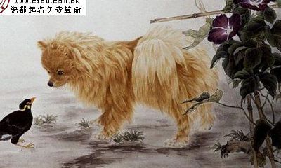 关于生肖狗的民间禁忌