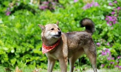 亥时出生的生肖狗会怎么样？