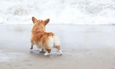 男狗女猪合不合？属猪女的脾气如何？