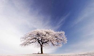 男狗女猪婚姻是否相配？属猪女在感情上的弱点？