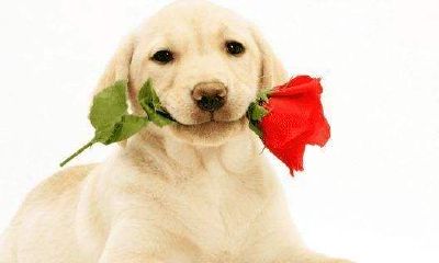 戍时属狗人的命运分析大全