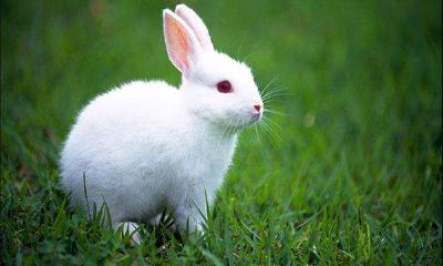 属兔戍时生人命运怎么样？