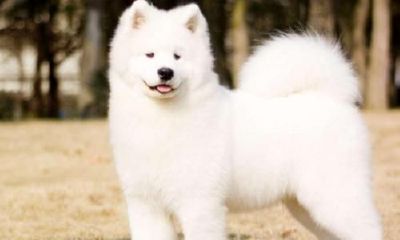 梦到一条白狗咬我