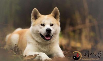 梦见被狗咬打扰到了