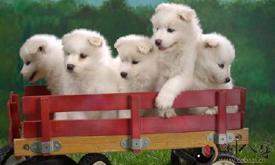 梦见好多可爱的狗狗