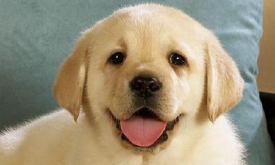 梦见别人被狗咬伤