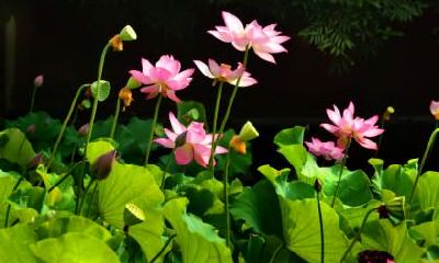 2018年霜降节气搬家好不好？可以搬家吗？