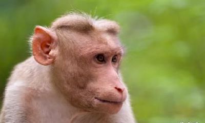 2023年农历正月属猴人的运势好吗？每月运程解析