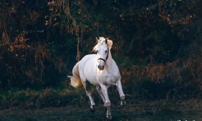 我属猴老公属马2023年生属兔的小孩怎么样？