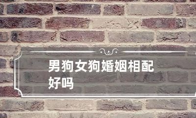 男狗女狗婚姻相配好吗