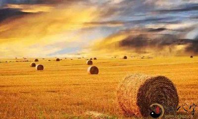 梦见在地里收谷子