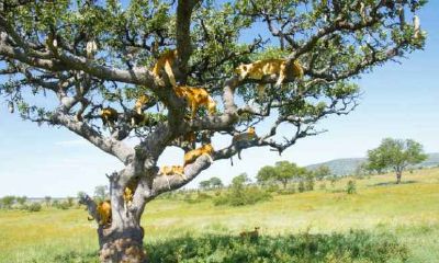 梦见自己爬上树