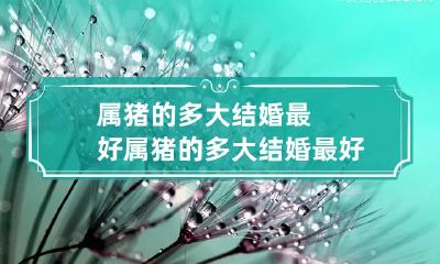 属猪的多大结婚最好 属猪的多大结婚最好吉利