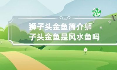 狮子头金鱼简介 狮子头金鱼是风水鱼吗