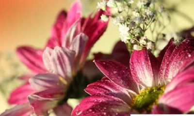 射手座女生对人有好感的表现