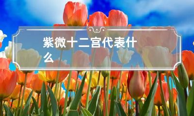 紫微十二宫代表什么