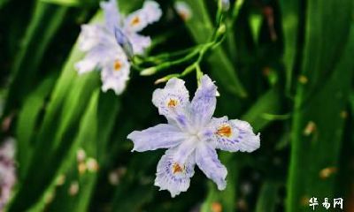 2023年春分日子乔迁好吗？黄历宜搬新家吗