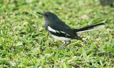 为什么七夕看不到喜鹊？七夕为什么会下雨？
