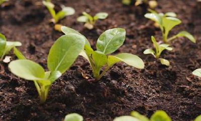 七夕吃什么传统食物？七夕节人们通常吃的是什么？