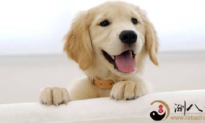 梦见狗狗一件事尤其友善