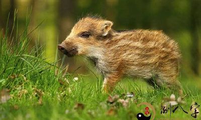 梦到母猪生小猪