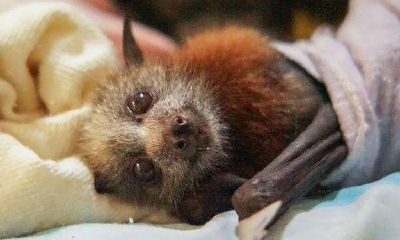 梦见蝙蝠咬自己