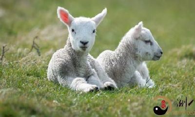 梦到捡到一只小羊羔