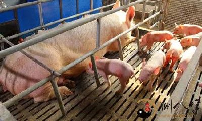 梦见母猪生许多崽