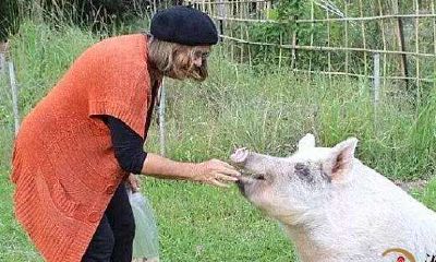 梦到老母猪拱我