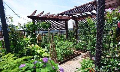 梦见母猪进菜园子