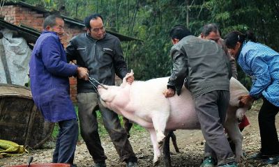 梦到自己宰猪