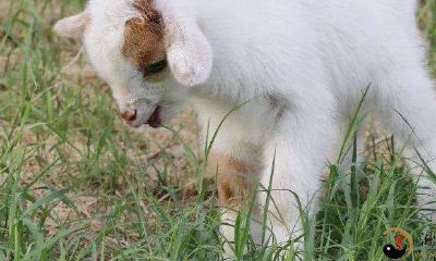 梦见小羊羔向我走过来