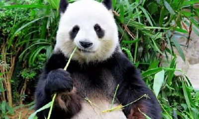 梦见被熊猫抓伤