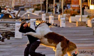 梦见大狗追着我跑