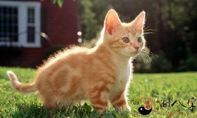 梦见一只猫咬我