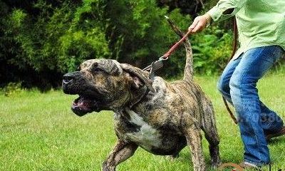 梦到好几条恶犬挡道