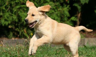 梦到自己训炼一只小狗