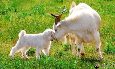 梦见被羊咬到腿