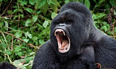 梦见被黑猩猩追逐