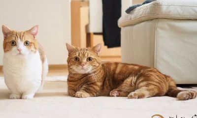 梦见抱着猫度假旅游