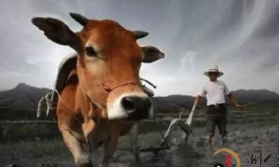 梦到自己牵着牛在犁田