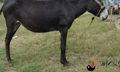 梦见毛驴去世了