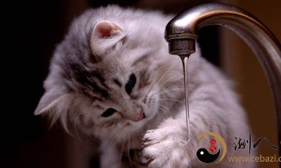 梦到自己家的猫好脏