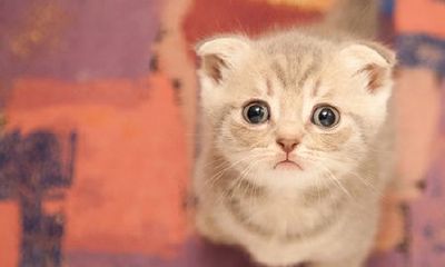 梦到身舒张压只小猫咪