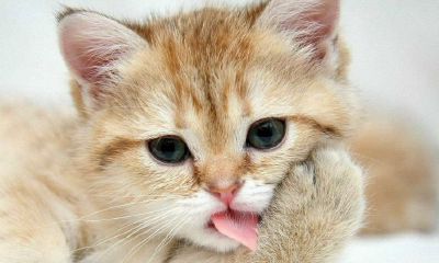 梦见我把猫头削掉