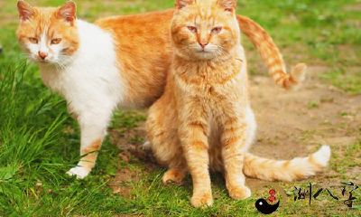 梦见我是两只猫