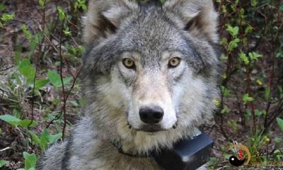 梦见被灰狼和黑豹围攻