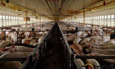 梦到把猪赶进猪舍